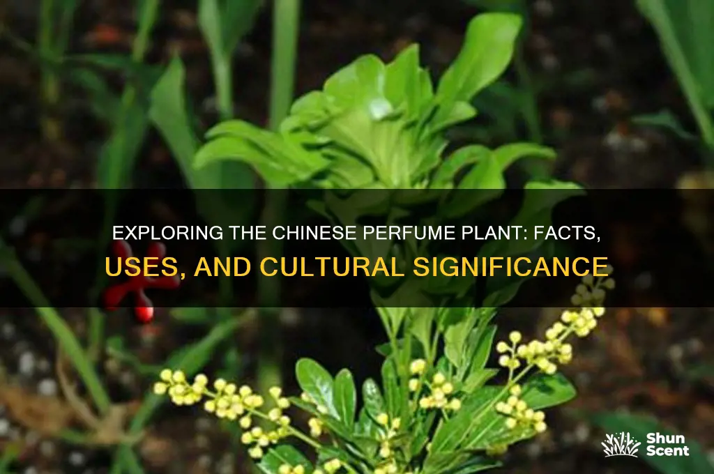 is the chinese perfume plant