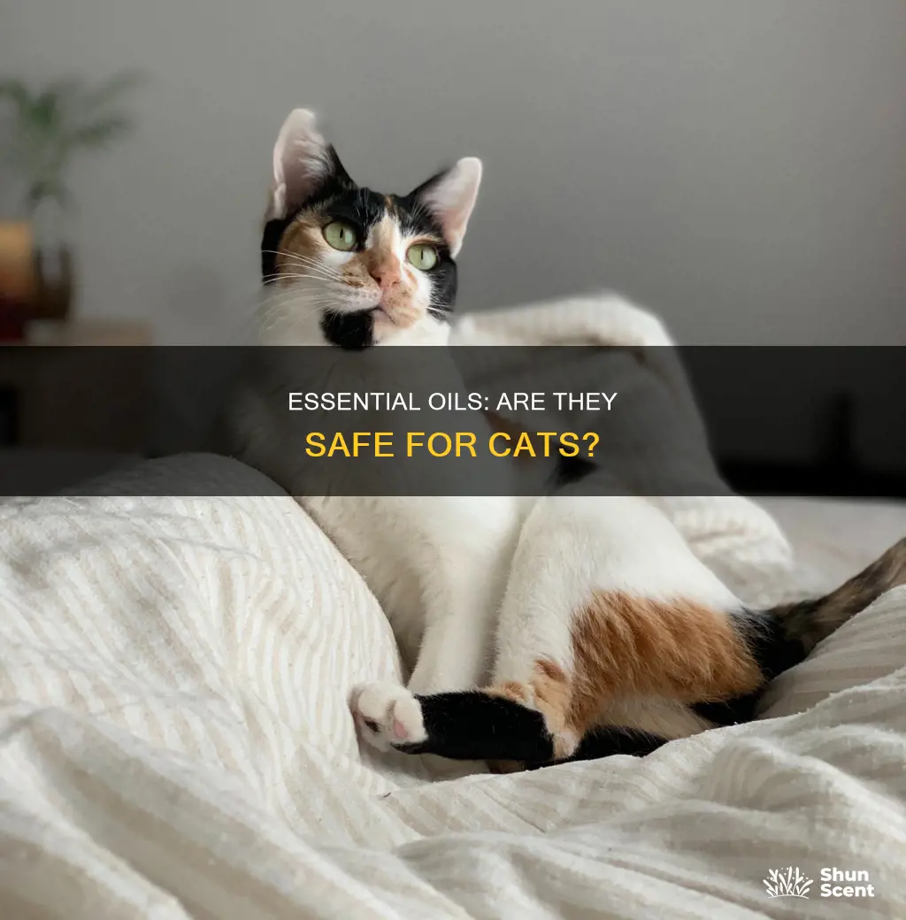 is the fragrance thieves essential oils toxic to cats