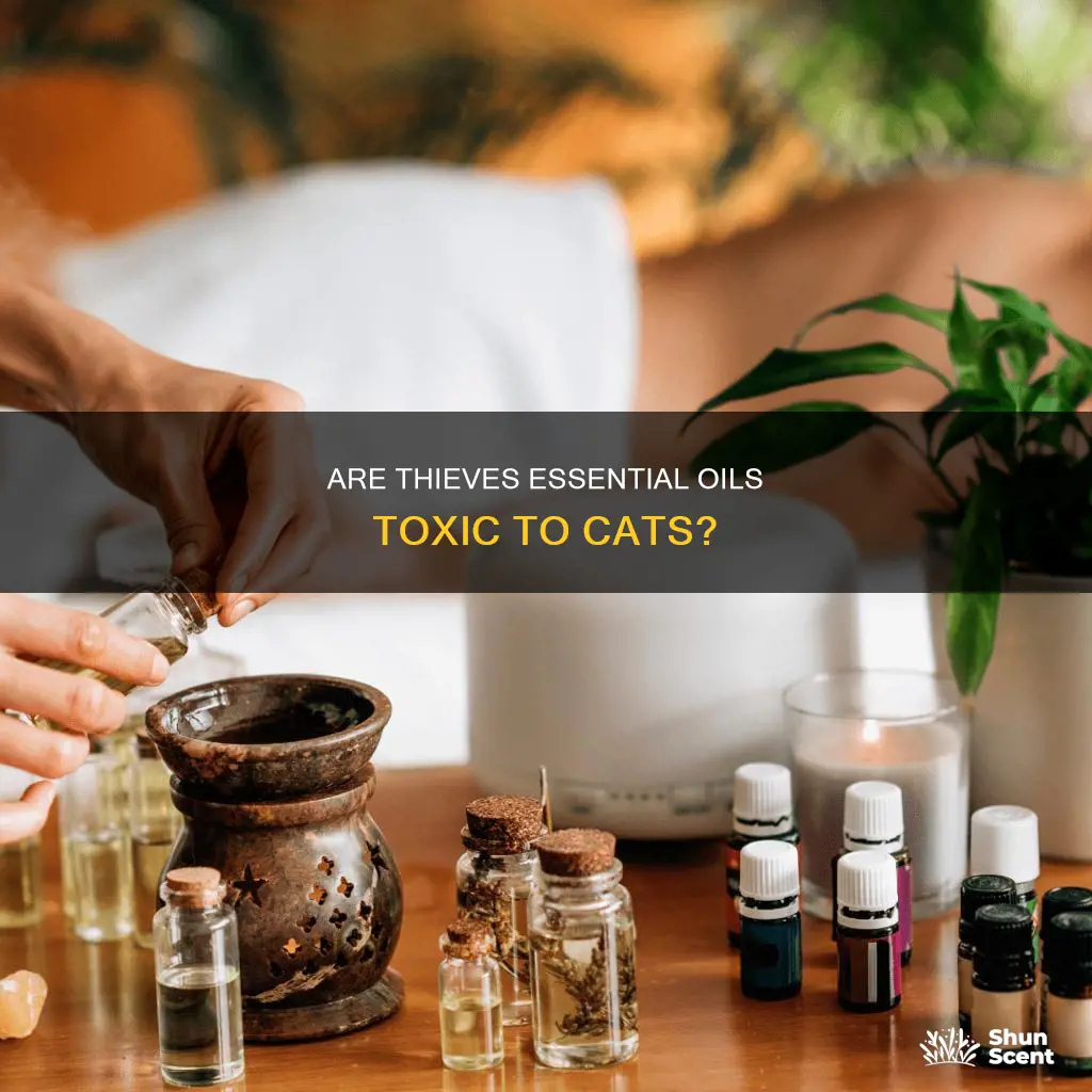 is the fragrance thieves essential oils toxic to cats