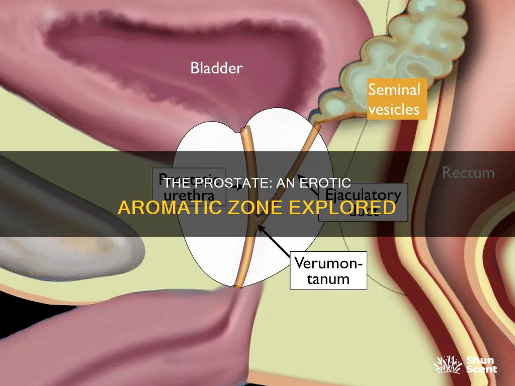 is the prostate an aromous zone