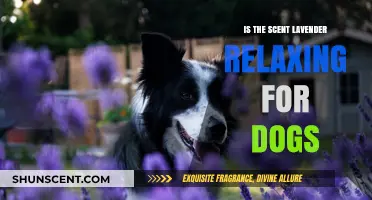 Lavender's Soothing Effects: A Canine's Guide to Relaxation