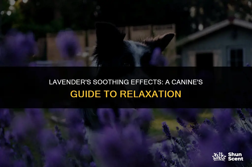 is the scent lavender relaxing for dogs