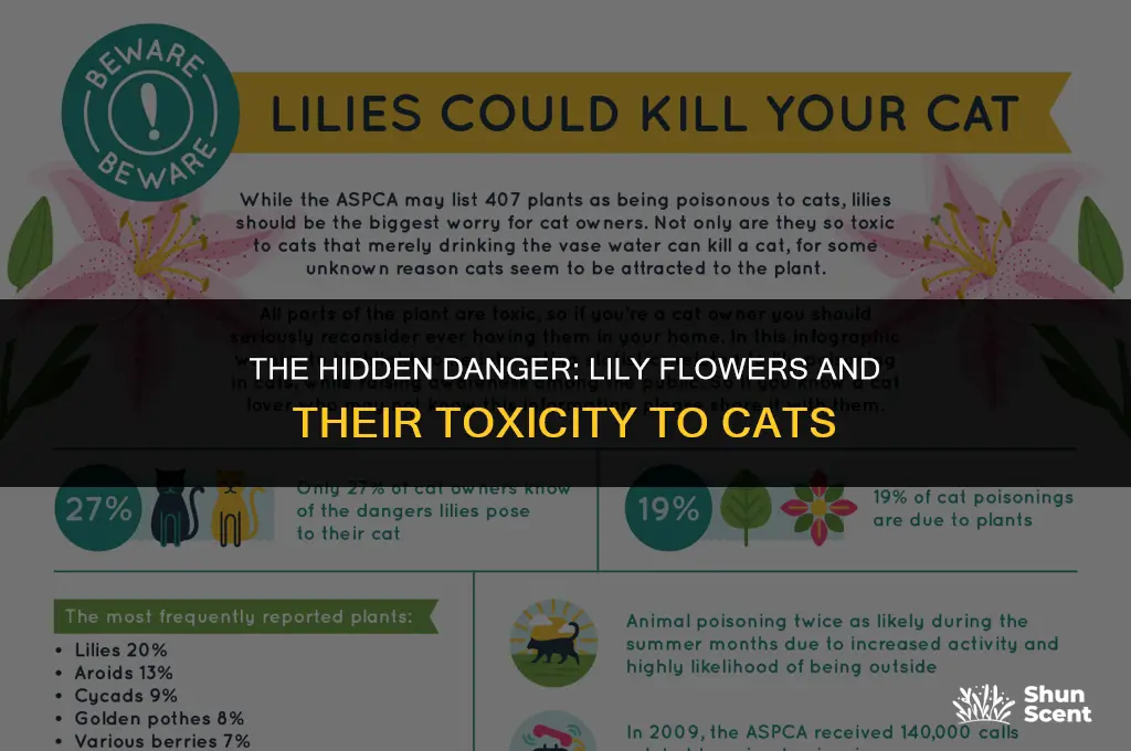 is the scent of a lily flower poisonous to cats