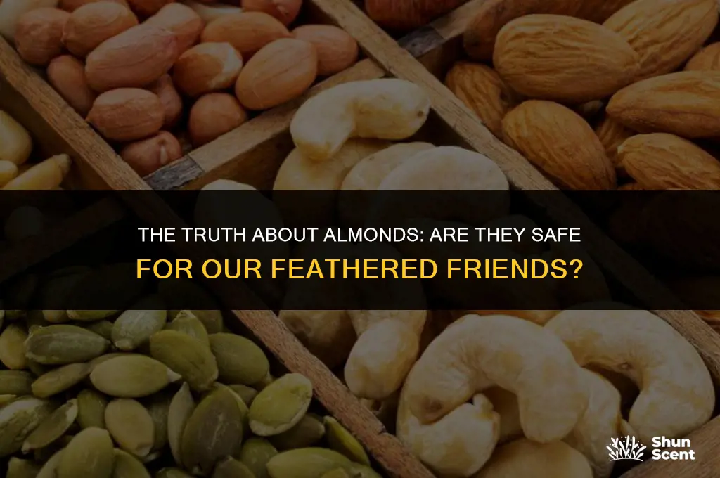 is the scent of almonds bad for birds