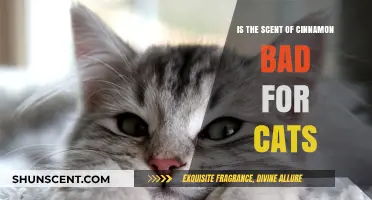The Sweet and Spicy Truth: Is Cinnamon Safe for Cats?
