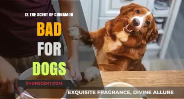 Cinnamon's Canine Conundrum: Is This Spice Safe for Your Pup?