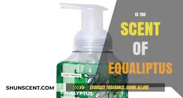 Exploring the Aromatic Mystery: Is the Scent of Eucalyptus Equal?