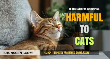 Exploring the Safety of Eucalyptus Scents for Feline Friends
