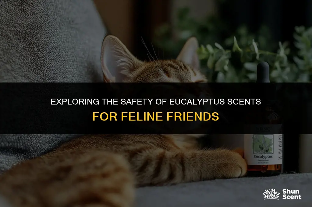 is the scent of eucalyptus harmful to cats