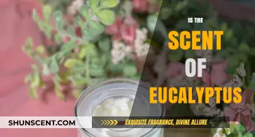 Exploring the Fresh and Invigorating Scent of Eucalyptus