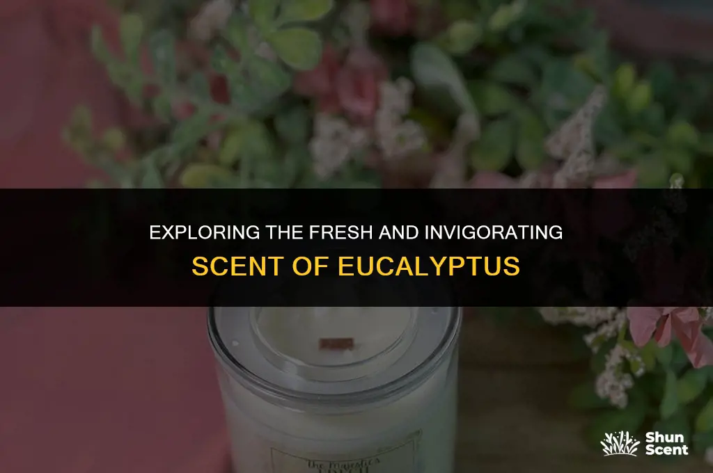 is the scent of eucalyptus