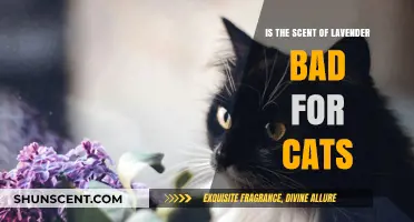 Lavender's Hidden Danger: Is This Popular Scent Harmful to Cats?
