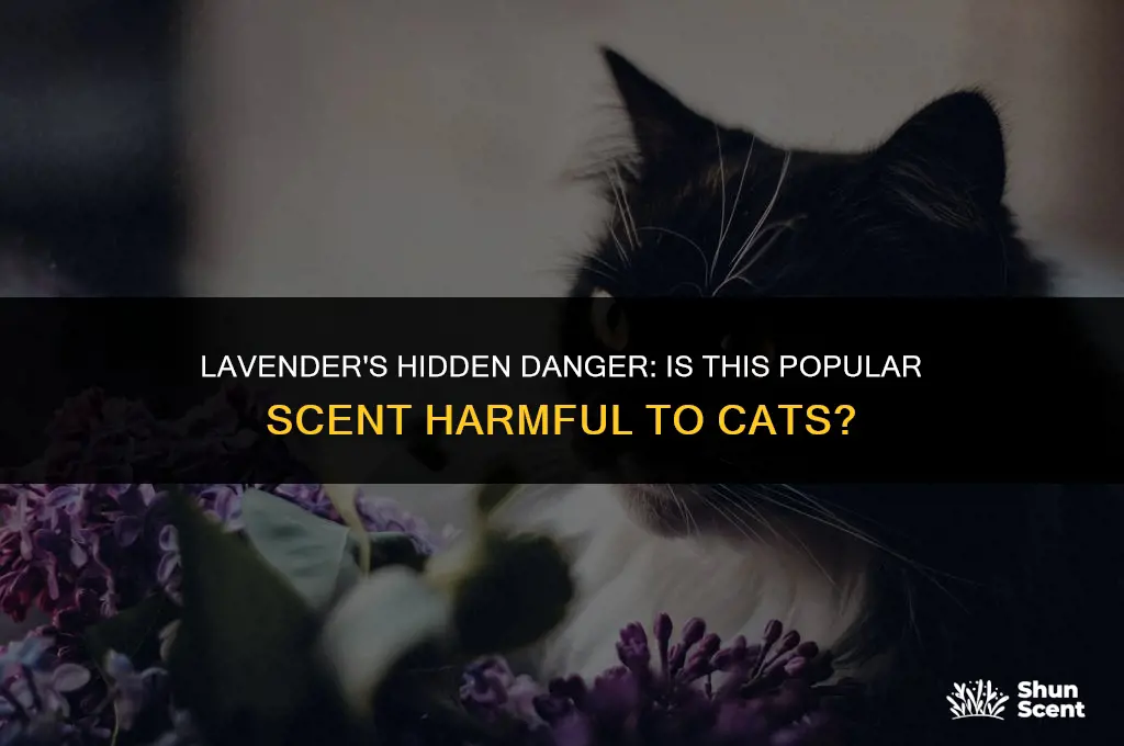 is the scent of lavender bad for cats