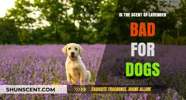 Lavender's Canine Conundrum: Is This Fragrant Herb Safe for Dogs?
