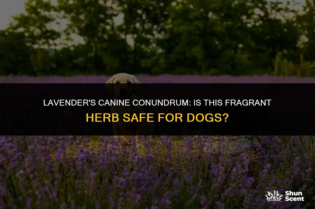 is the scent of lavender bad for dogs
