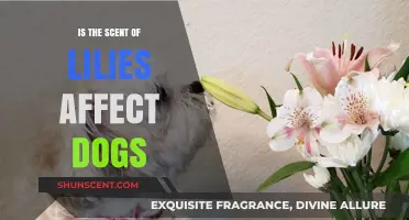 Can the Sweet Scent of Lilies Harm Your Canine Companion?