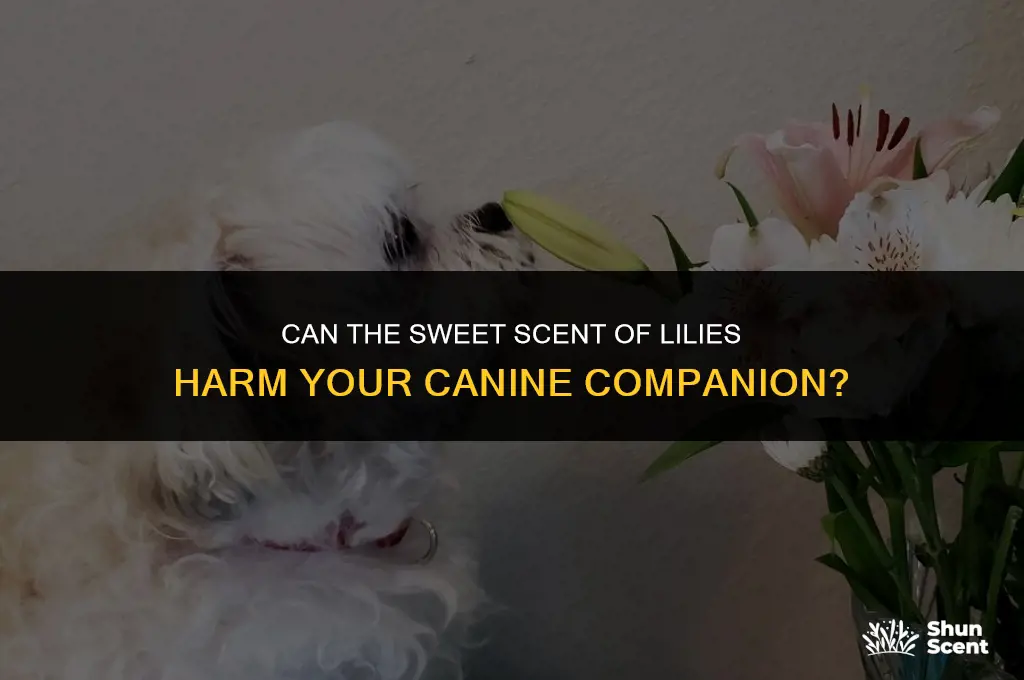 is the scent of lilies affect dogs