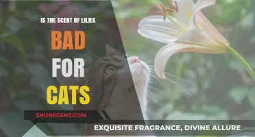 The Hidden Danger: Lilies' Toxic Scent Threatens Feline Friends