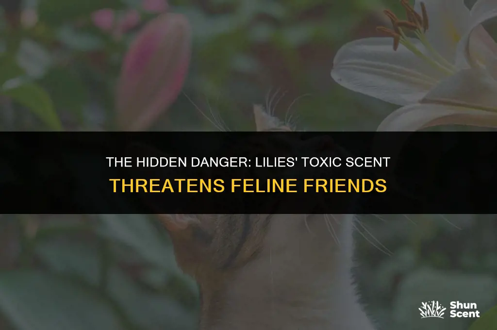 is the scent of lilies bad for cats