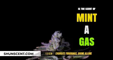 Exploring the Essence: Is the Freshness of Mint a Gas?