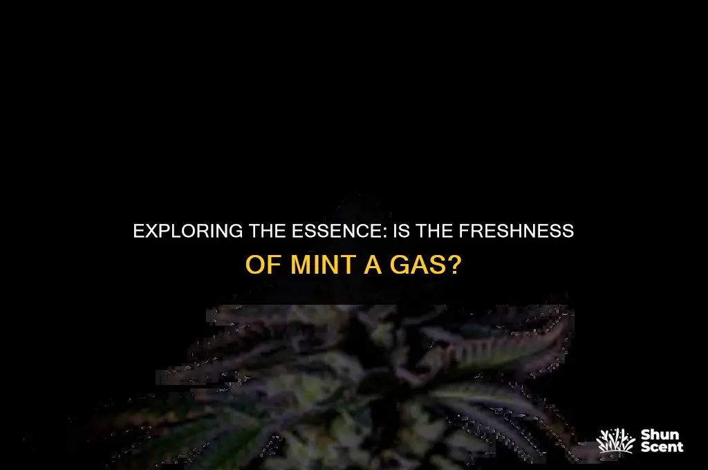 is the scent of mint a gas