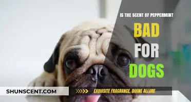 Peppermint's Impact on Canines: A Guide for Concerned Pet Owners