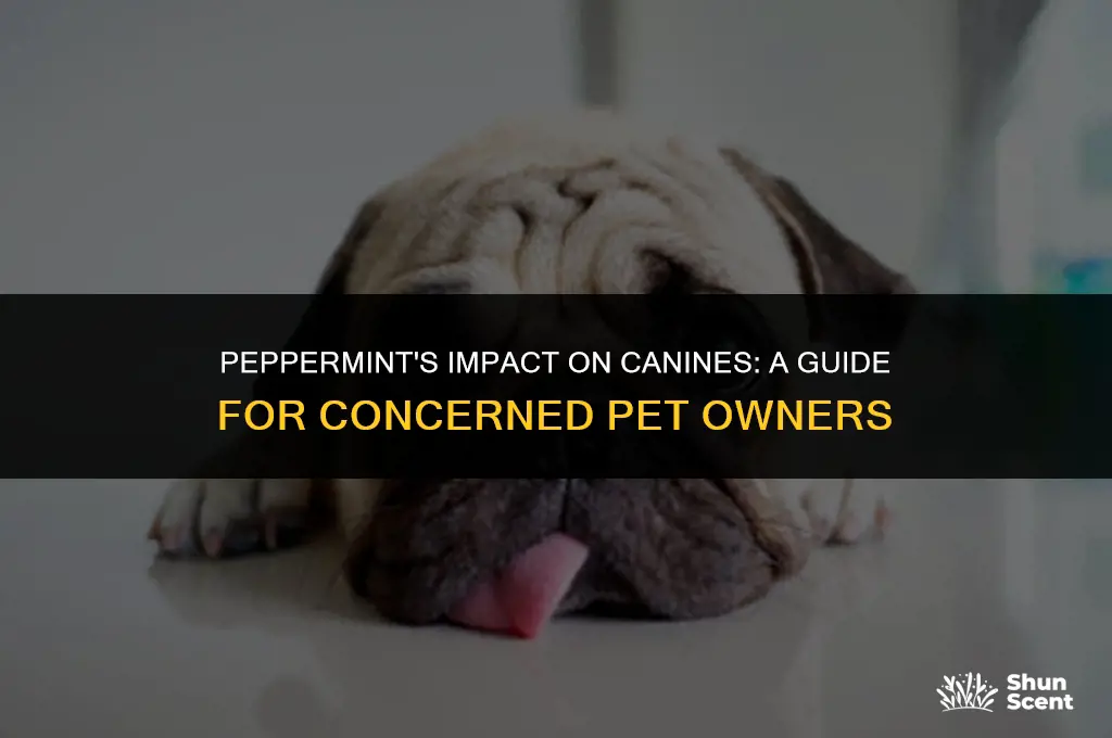 is the scent of peppermint bad for dogs