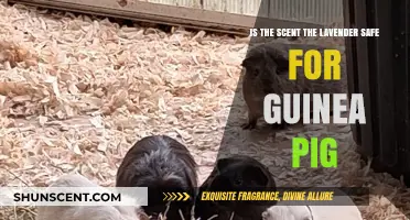 Lavender Scent Safety for Guinea Pigs: A Comprehensive Guide