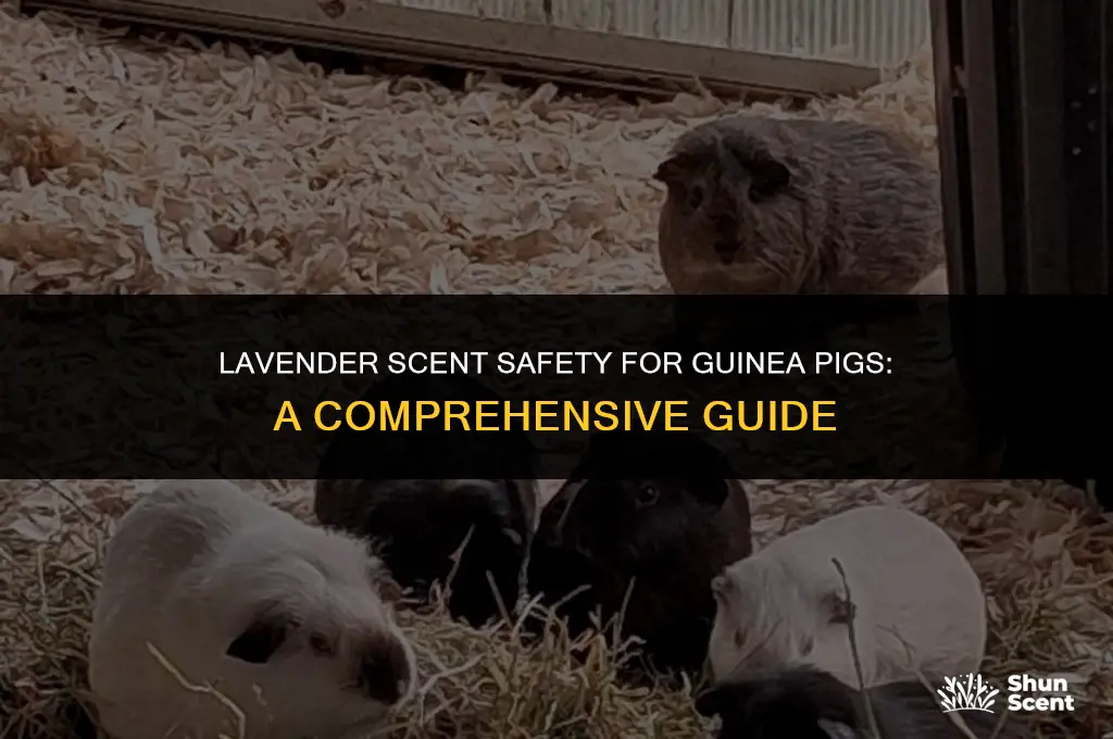 is the scent the lavender safe for guinea pig