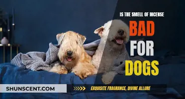 Incense and Canine Health: Is It Safe?