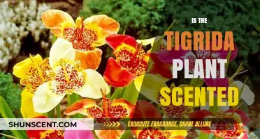 Exploring the Fragrant Mystery of the Tigrida Plant