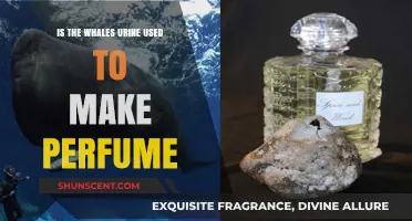 Whale Urine: The Secret to Making Perfume?
