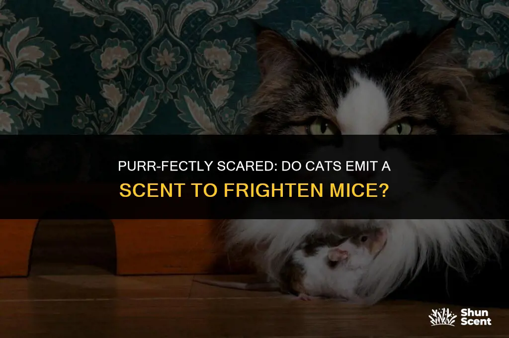 is there a cat scent to scare mice