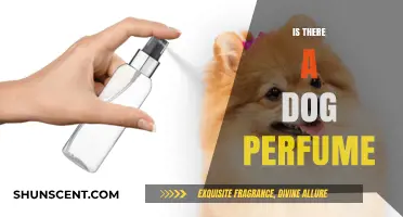 Can Dogs Wear Perfume? Exploring Scented Options for Your Pup