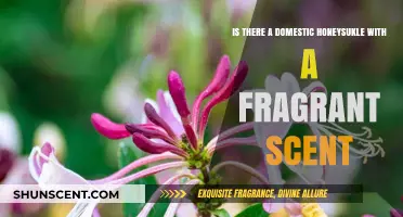 Exploring the Fragrant Varieties of Domestic Honeysuckle