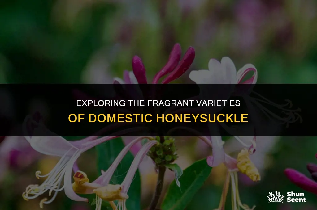 is there a domestic honeysukle with a fragrant scent