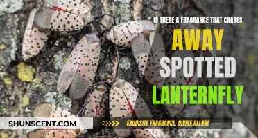 Natural Repellents: Scent Strategies to Deter the Spotted Lanternfly