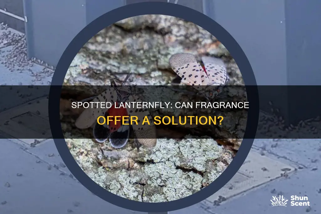 is there a fragrance that chases away spotted lanternfly