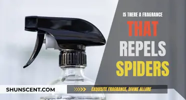 Natural Spider Repellent: Scent Strategies for a Spider-Free Home