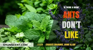 Exploring the Aromas Ants Despise: A Guide to Scent-Based Pest Control