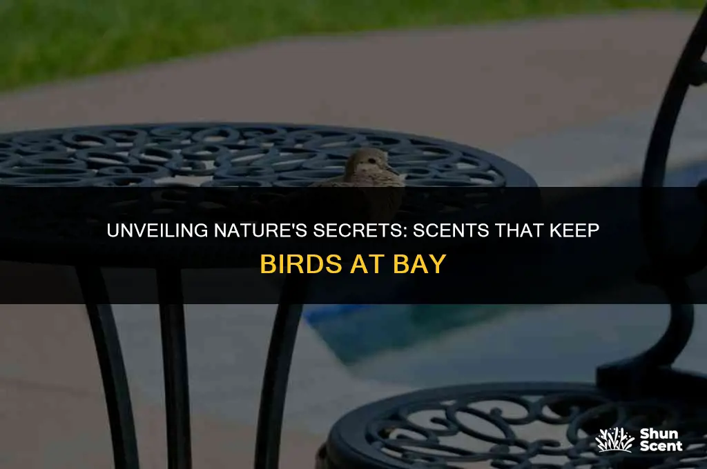 is there a scent birds don