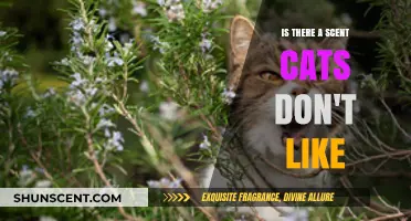 Exploring Feline Dislikes: Scents That Drive Cats Away