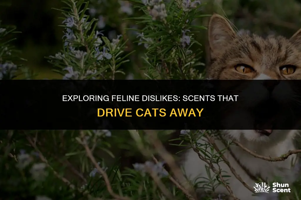 is there a scent cats don
