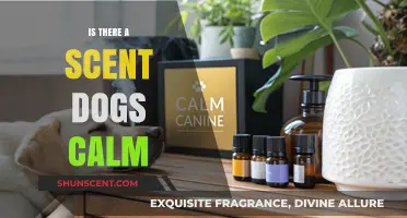 Canine Calmness: Exploring the Science Behind Dog-Soothing Scents