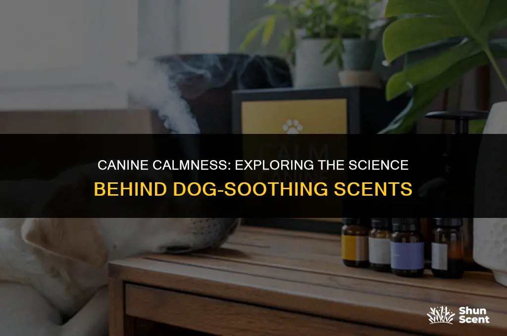 is there a scent dogs calm