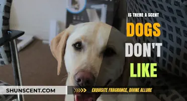 Exploring Canine Dislikes: Scents That Make Dogs Uncomfortable