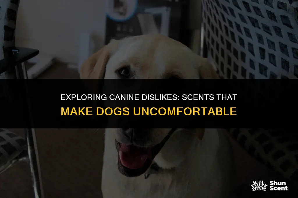 is there a scent dogs don