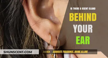 Unveiling the Mystery: The Lesser-Known Scent Gland Behind Your Ear
