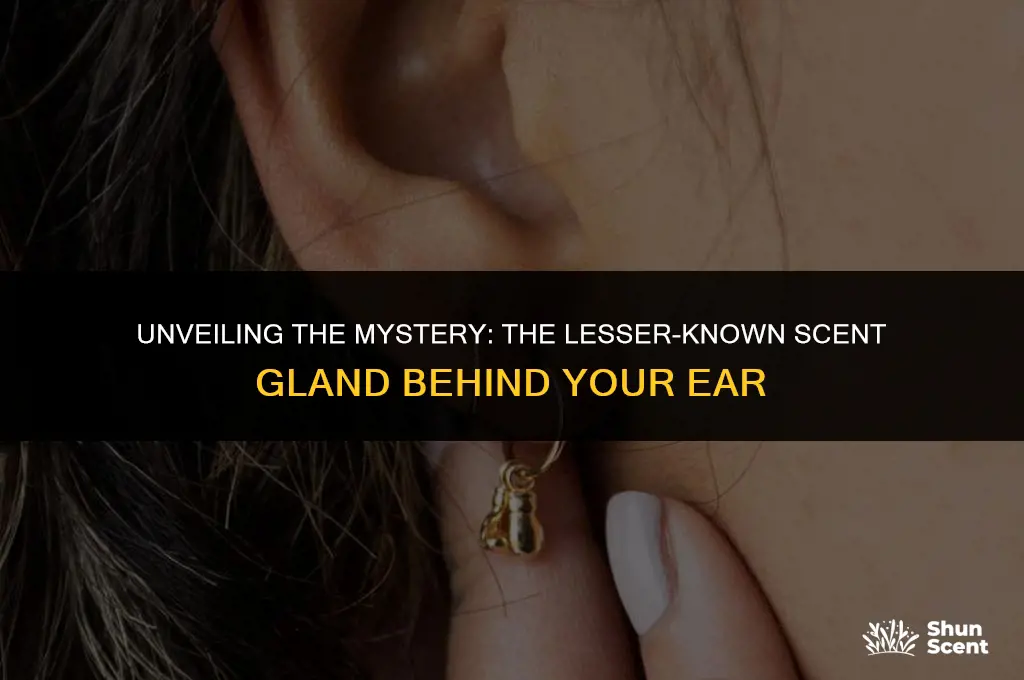 is there a scent gland behind your ear