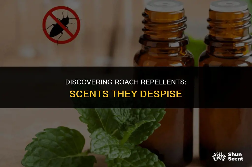 is there a scent or smell that roaches hate